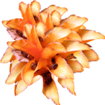 Kalateja