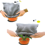 Kalateja