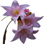 Kapski amarilis