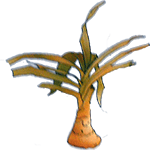 Kapski amarilis