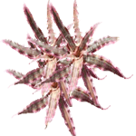 Kriptant