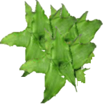 Kriptant