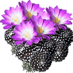 Mamilarija