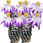 Mamilarija