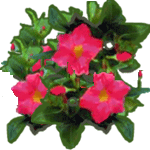 Mandevilla