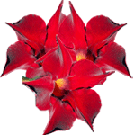 Mandevilla
