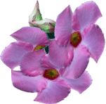 Mandevilla
