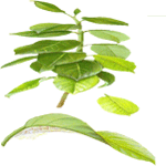 Mandevilla
