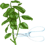 Mandevilla