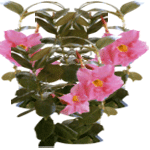 Mandevilla