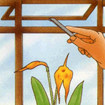 Masdevallia