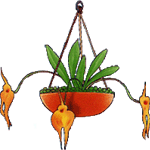 Masdevallia