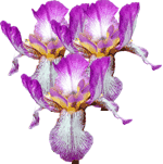 Mavrica