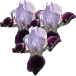 Mavrica