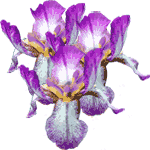 Mavrica