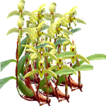 Maxillaria
