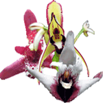 Maxillaria