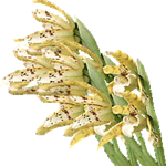 Maxillaria