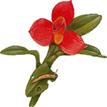 Maxillaria