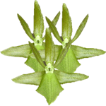 Maxillaria