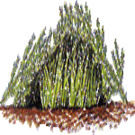 Modra katananha