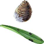 Narcisa