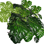 Navadna monstera