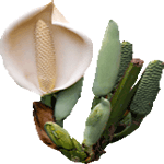 Navadna monstera