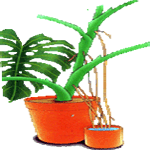Navadna monstera