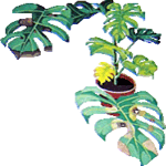 Navadna monstera