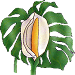 Navadna monstera