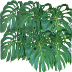 Navadna monstera
