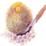 Parodija