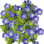 Pegasta modrookica