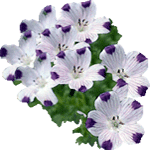 Pegasta modrookica