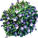 Pegasta modrookica