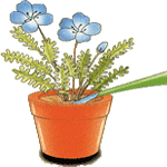 Pegasta modrookica