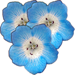 Pegasta modrookica