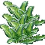 Petelinova mamica