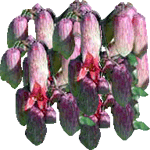 Petelinova mamica
