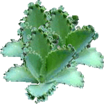 Petelinova mamica