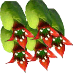 Petelinova mamica