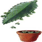 Petelinova mamica