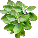 Petelinova mamica
