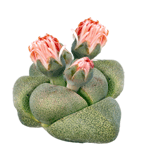Pleiospilos