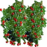 Pritlikavi beluš