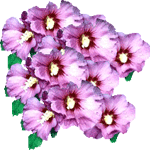 Sirski oslez
