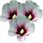 Sirski oslez