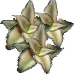 Skrivalka