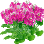 Slezenasta primula